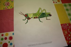 insekten-projekt-21